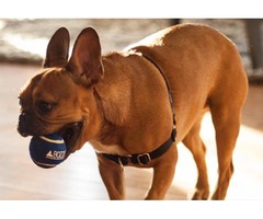 MonumenTails - Dog Walking & Pet Services in Boston, MA | free-classifieds-usa.com - 1