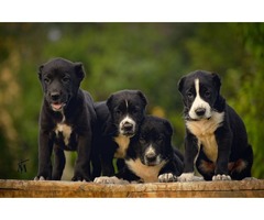 Central Asian Shepherd Dog puppies | free-classifieds-usa.com - 1