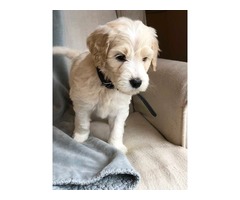 Sheepadoodle Puppies For Sale | free-classifieds-usa.com - 1