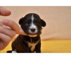 Havanese bichon puppies | free-classifieds-usa.com - 2