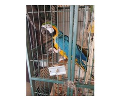 Blue And Gold Macaw For Sale | free-classifieds-usa.com - 1