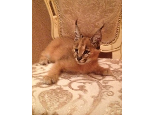 caracal kittens price