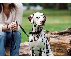 Get Dog Boarding in Boston  | free-classifieds-usa.com - 1