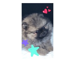Pomeranian puppy  | free-classifieds-usa.com - 1