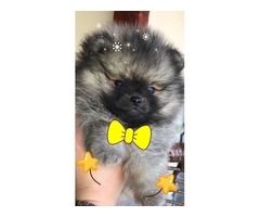 Pomeranian puppy  | free-classifieds-usa.com - 2