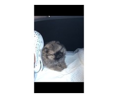 Pomeranian puppy  | free-classifieds-usa.com - 3