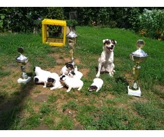Jack Russell Terrier puppies | free-classifieds-usa.com - 1