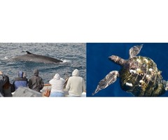 Premier whale watching experience in Southern California at sdwhalewatch.com | free-classifieds-usa.com - 1
