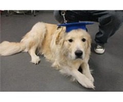 Albany Obedience Dog Training | free-classifieds-usa.com - 1