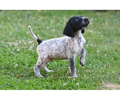 German Shorthaired Pointer puppies | free-classifieds-usa.com - 1