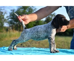 German Shorthaired Pointer puppies | free-classifieds-usa.com - 2