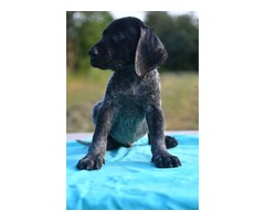 German Shorthaired Pointer puppies | free-classifieds-usa.com - 3