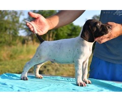 German Shorthaired Pointer puppies | free-classifieds-usa.com - 4
