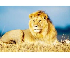 Enjoy The Natural Beauty Of The World At Victoria Falls Day Trips | free-classifieds-usa.com - 1