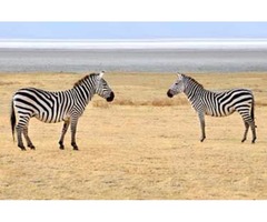 Enjoy The Natural Beauty Of The World At Victoria Falls Day Trips | free-classifieds-usa.com - 2