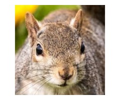 Rat Removal Service | Animal Control | free-classifieds-usa.com - 1