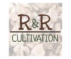 Oyster Mushroom Taquitos with Roasted Corn Salsa | R&R Cultivation | free-classifieds-usa.com - 1