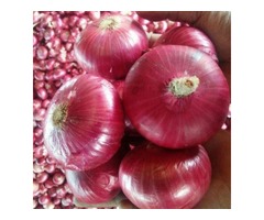 Onion Suppliers Deal with All Varieties of Onions  | free-classifieds-usa.com - 1