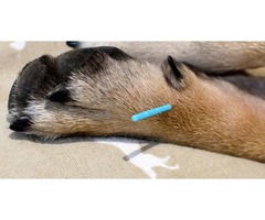 Reliable Pet Acupuncture | Westtoledoanimalhospital.com | free-classifieds-usa.com - 1