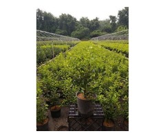 Purchase Magical® Showtime Winterberry Holly - 2 Gallon | free-classifieds-usa.com - 1