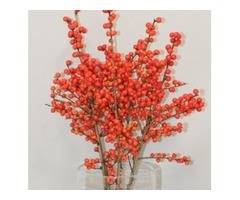 Purchase Magical® Showtime Winterberry Holly - 2 Gallon | free-classifieds-usa.com - 2