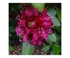Shop for Dark Lord Rhododendron - 2 Gallon Pot | free-classifieds-usa.com - 1