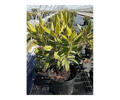 Shop for Dark Lord Rhododendron - 2 Gallon Pot | free-classifieds-usa.com - 2