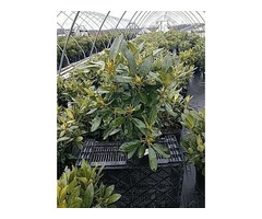 Shop for Dark Lord Rhododendron - 2 Gallon Pot | free-classifieds-usa.com - 3