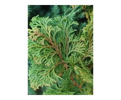 Purchase Chamaecyparis Gracilis Cypress - 2 Gallon | free-classifieds-usa.com - 1