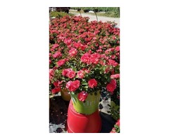 Buy Coral Drift® for Sale Online - 2 Gallon Pot | free-classifieds-usa.com - 2