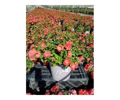 Buy Coral Drift® for Sale Online - 2 Gallon Pot | free-classifieds-usa.com - 4