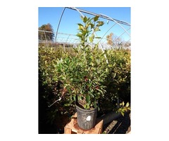 Buy Winter Red Winterberry Holly shrub - 2 Gallon | free-classifieds-usa.com - 1