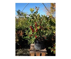 Buy Winter Red Winterberry Holly shrub - 2 Gallon | free-classifieds-usa.com - 2