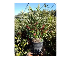 Buy Winter Red Winterberry Holly shrub - 2 Gallon | free-classifieds-usa.com - 3
