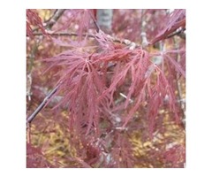 Shop for Red Dragon Japanese Maple - 3 Gallon Online | free-classifieds-usa.com - 1