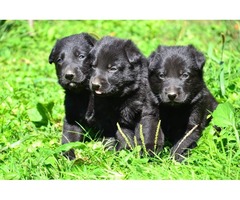 Black german shepherd puppies | free-classifieds-usa.com - 1
