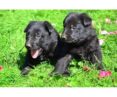 Black german shepherd puppies | free-classifieds-usa.com - 2