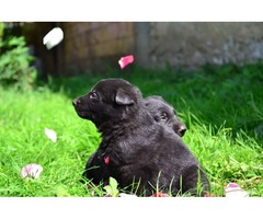 Black german shepherd puppies | free-classifieds-usa.com - 3