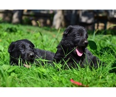 Black german shepherd puppies | free-classifieds-usa.com - 4
