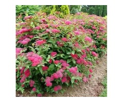 Purchase Double Play Doozie® Spirea  - 3 Gallon Pot Online | free-classifieds-usa.com - 1