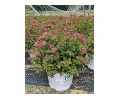 Purchase Double Play Doozie® Spirea  - 3 Gallon Pot Online | free-classifieds-usa.com - 2