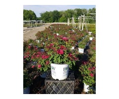 Purchase Double Play Doozie® Spirea  - 3 Gallon Pot Online | free-classifieds-usa.com - 3