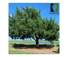Tree Health Ensured Tree Trimming by Connor Tree Service | free-classifieds-usa.com - 1