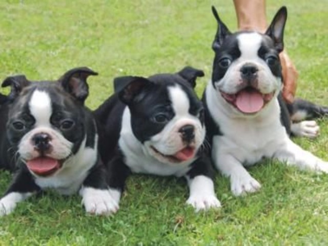 Boston terrier puppies for sale to new homes Animals