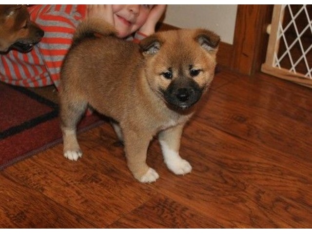 Beautiful Shiba Inu Puppies For Sale Animals Bakersfield