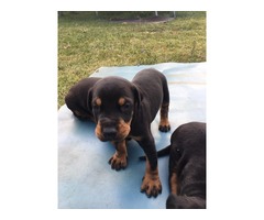 Doberman puppies | free-classifieds-usa.com - 4
