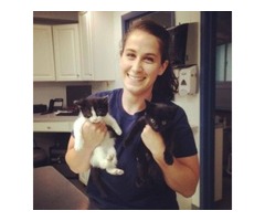 Kitten Wellness Program in Newburgh NY | free-classifieds-usa.com - 1