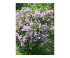 Purchase Syringa Palibin Meyer Lilac Shrub - 3 Gallon Pot | free-classifieds-usa.com - 1