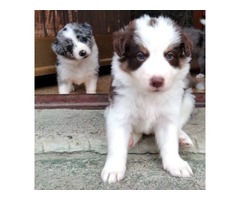 Border collie puppies  | free-classifieds-usa.com - 1