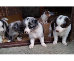 Border collie puppies  | free-classifieds-usa.com - 2